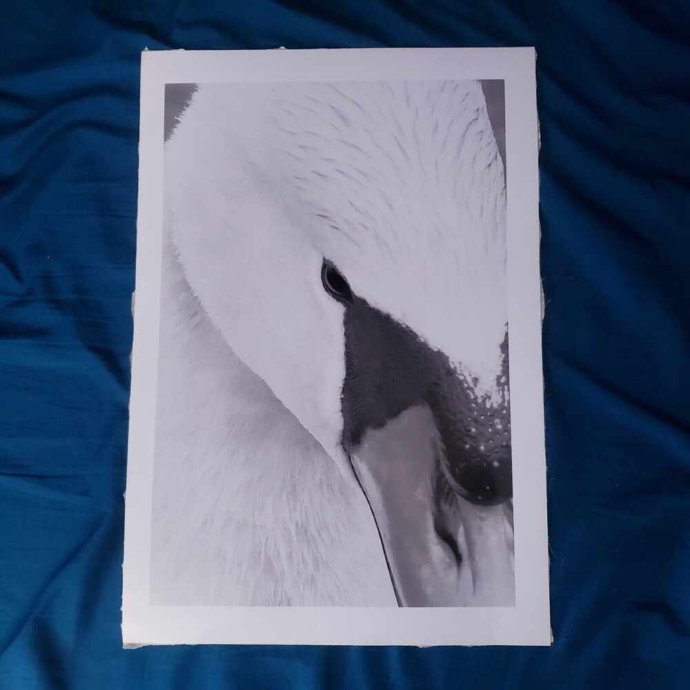 White Swan Close-up Photograph Poster Premium Black & White Print - 15.5" X 9"